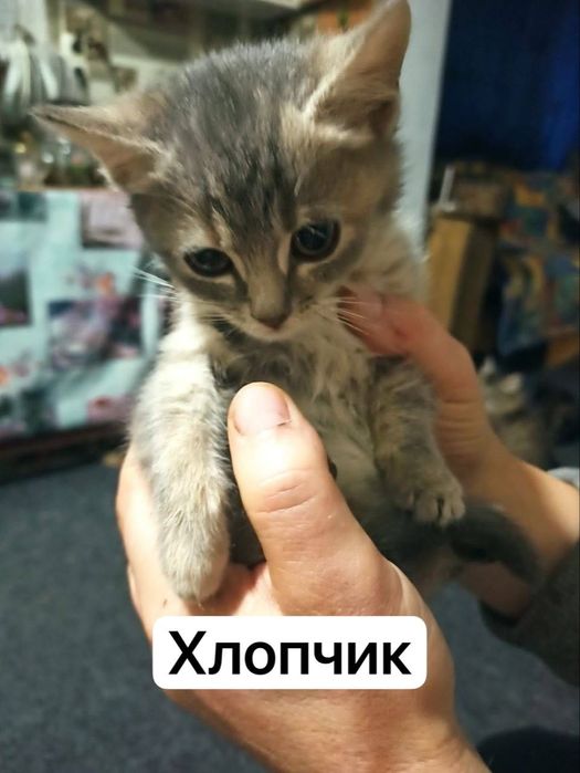 Віддам безкоштовно милих котенят