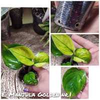 Epipremnum Manjula Golden