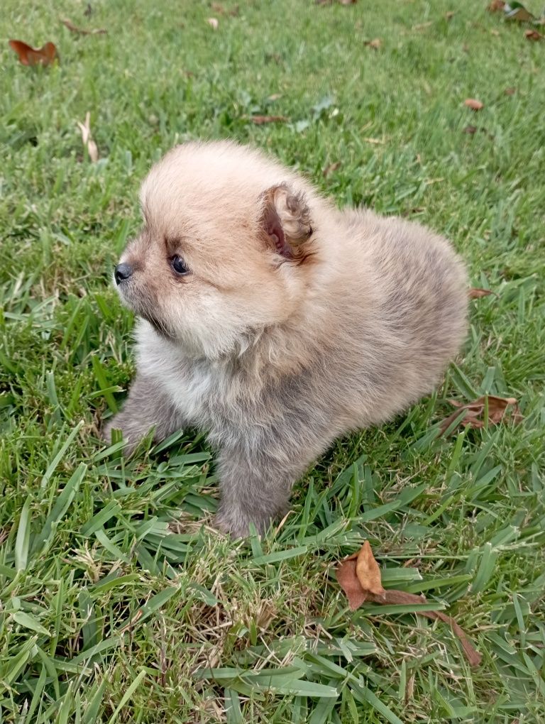Lulu da Pomerânia miniatura