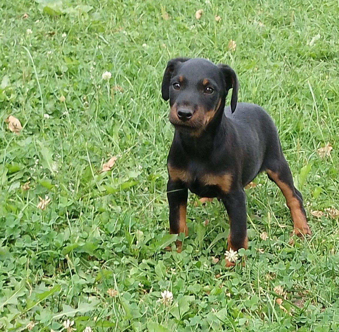 Terier niemiecki