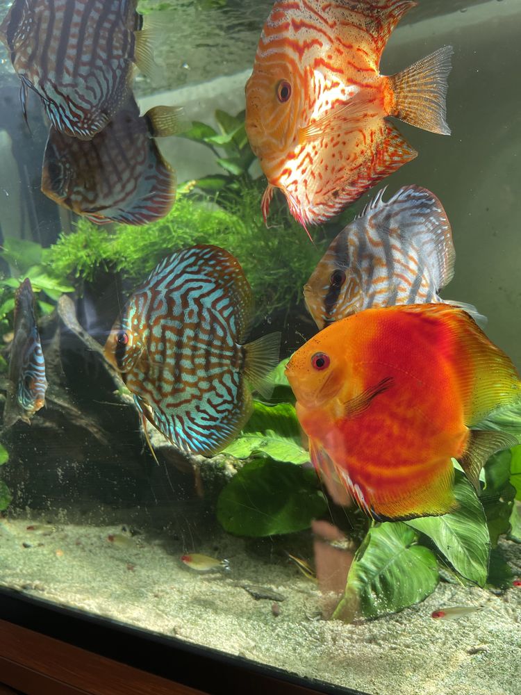 Discus turquoise