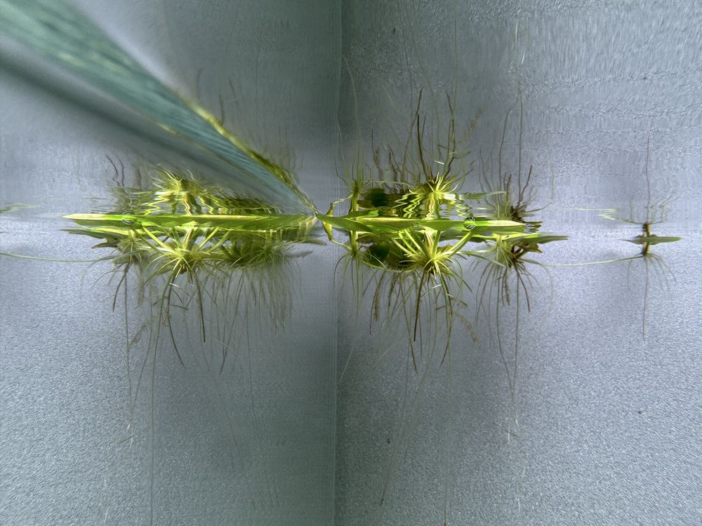 Vendo ou troco plantas flutuantes (limnobium laevigatum)