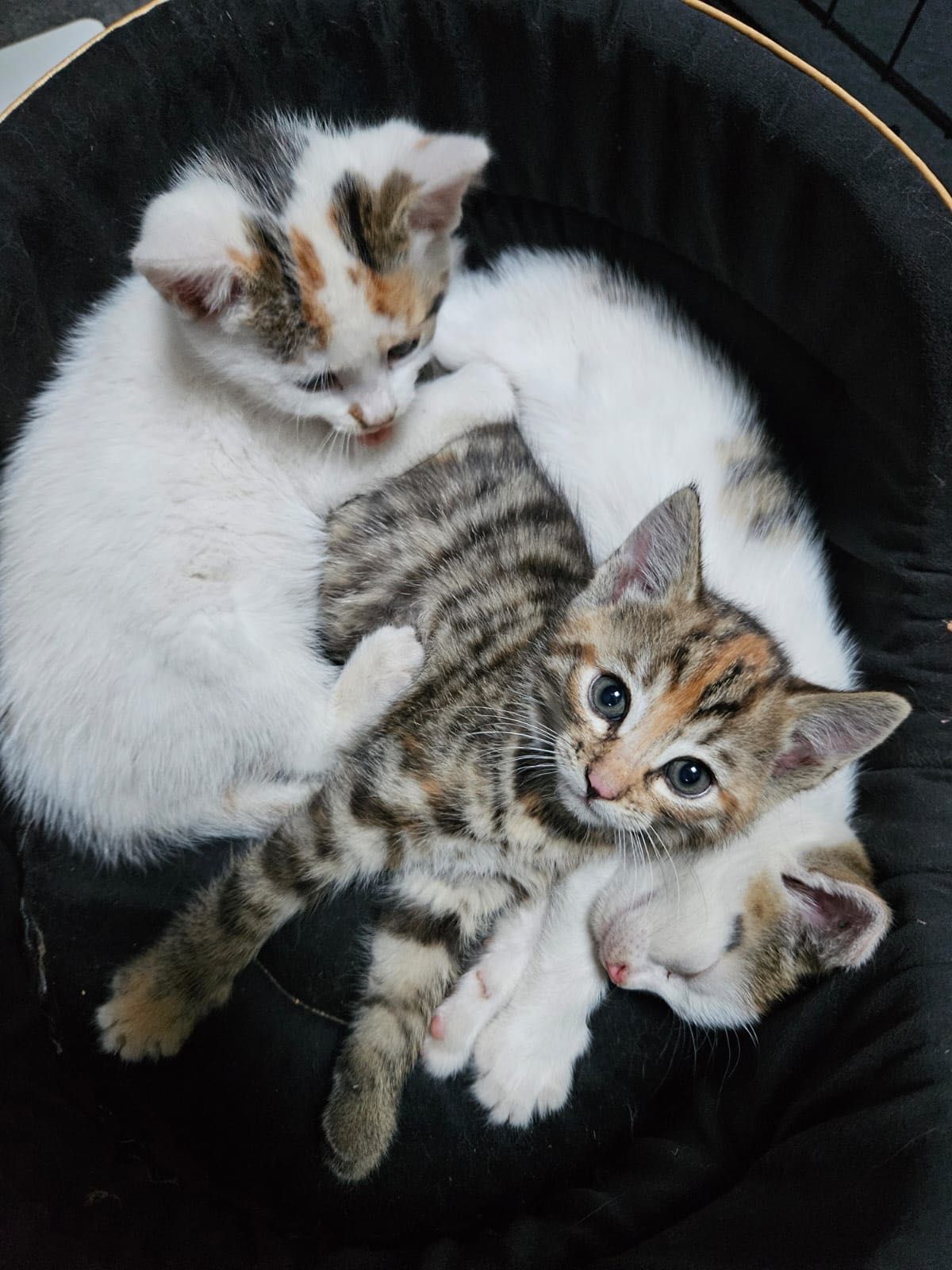 Małe słodkości do adopcji
