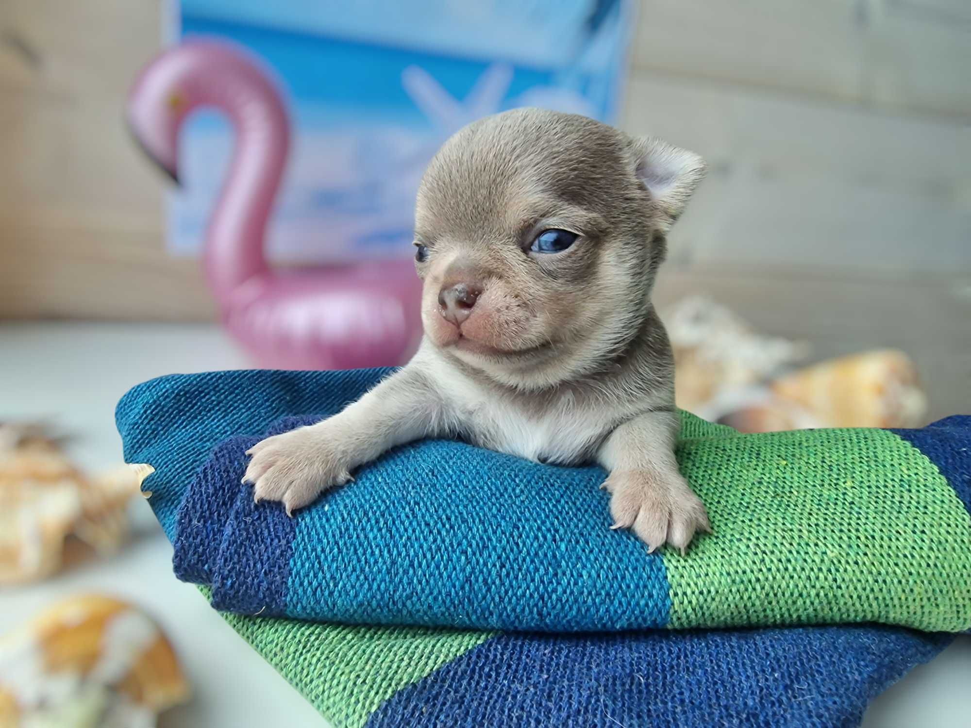 Chihuahua ZKwP/FCI liliowy chłopiec