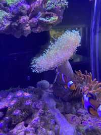 koralowiec sarcopython akwarium