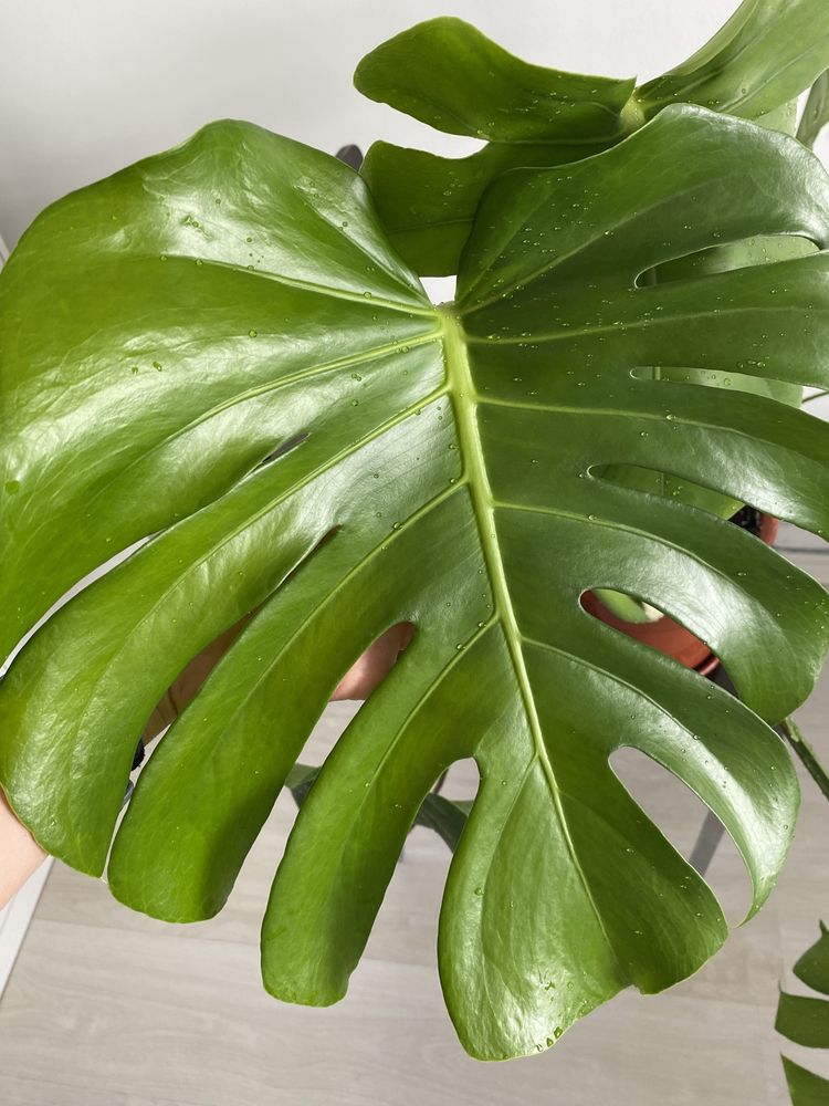 Monstera Deliciosa