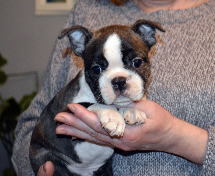 Szczenię Boston Terrier, piesek po Championie, metryka ZKwP/FCI