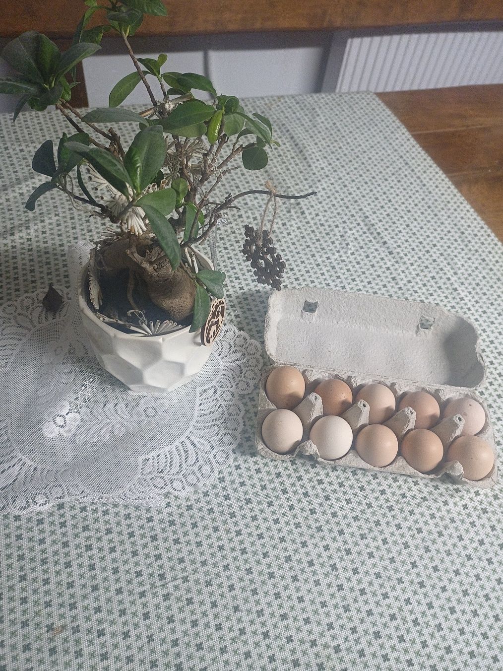 Wiejskie jajka , kury z wolnego wybiegu
