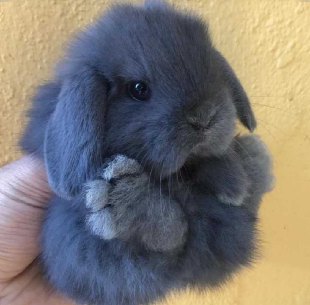 Coelhos anões mini Lop(orelhudos) belier lindíssimos