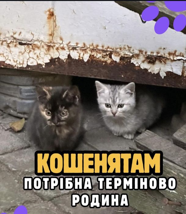 Віддам кошенят безкоштовно