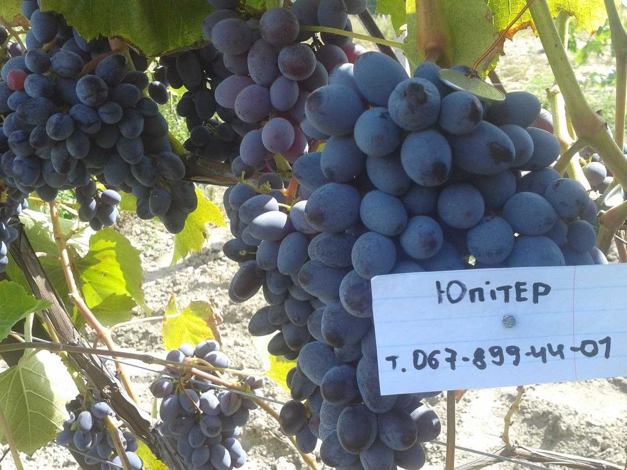 Саженцы винограда
