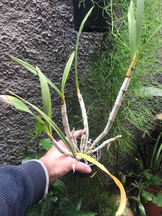 Orquidea Ansellia africana 'Ingwe'