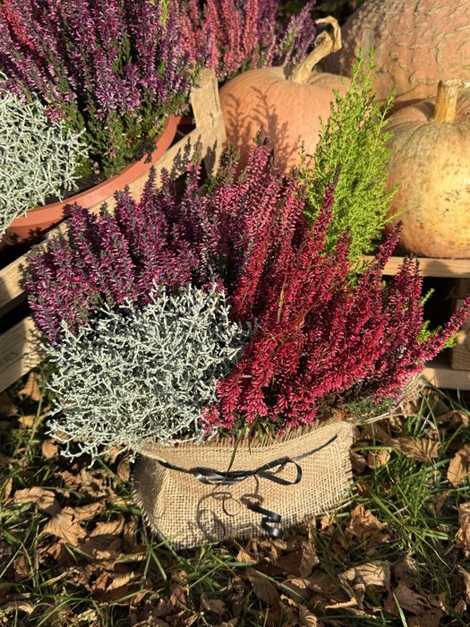 Wrzosy kompozycja - stroik