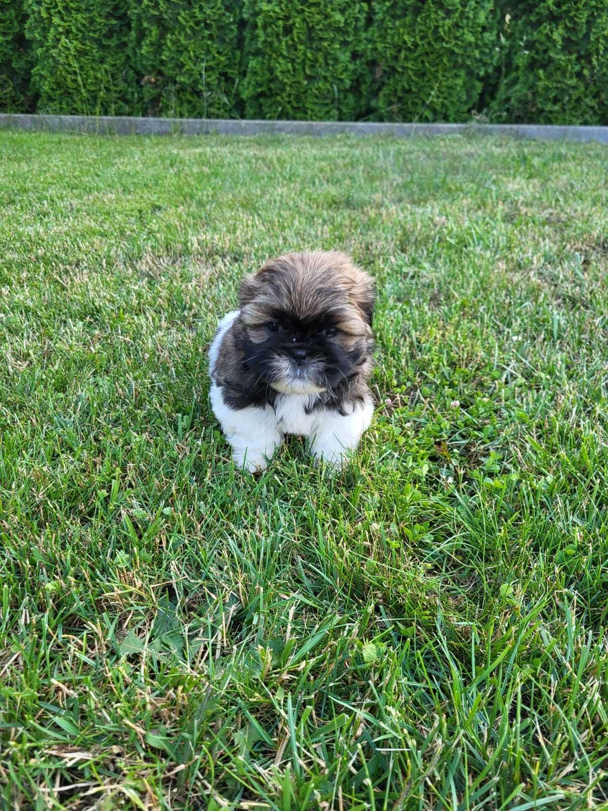 Szczeniak Shih-tzu piesek
