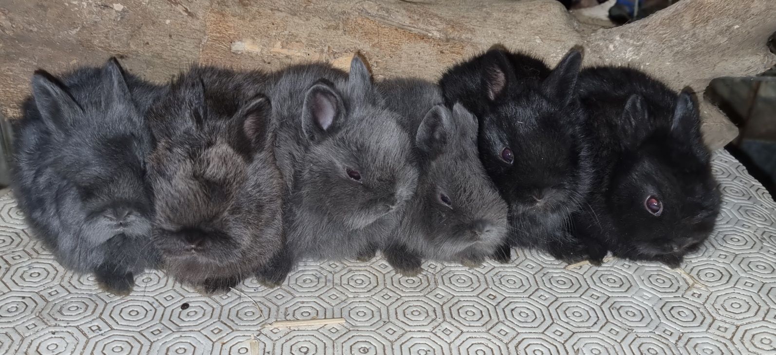 Coelhos mini holandês puros vacinados