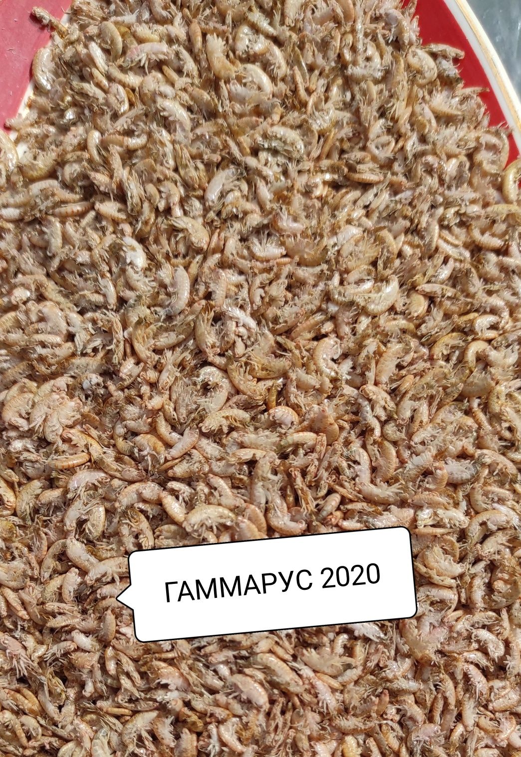 Гаммарус  0,5 кг-200