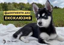 ГОТОВІ ДО ПЕРЕЇЗДУ • Міні-хаскі • чіп + паспорт • всі документи ПИШІТЬ