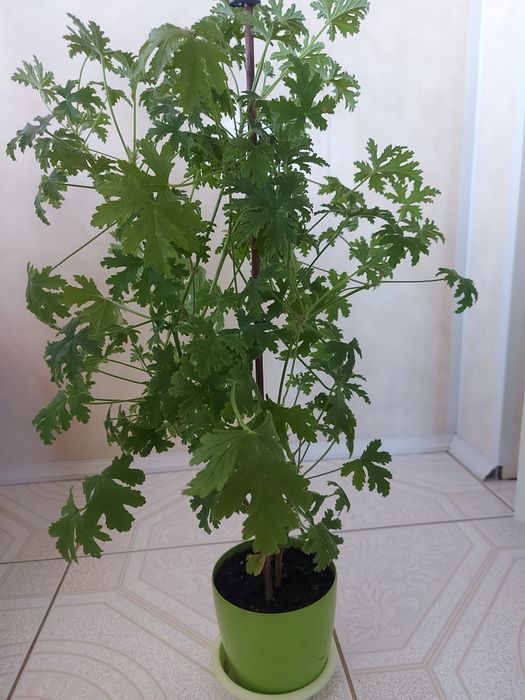 Geranium piękna lecznicza roślina