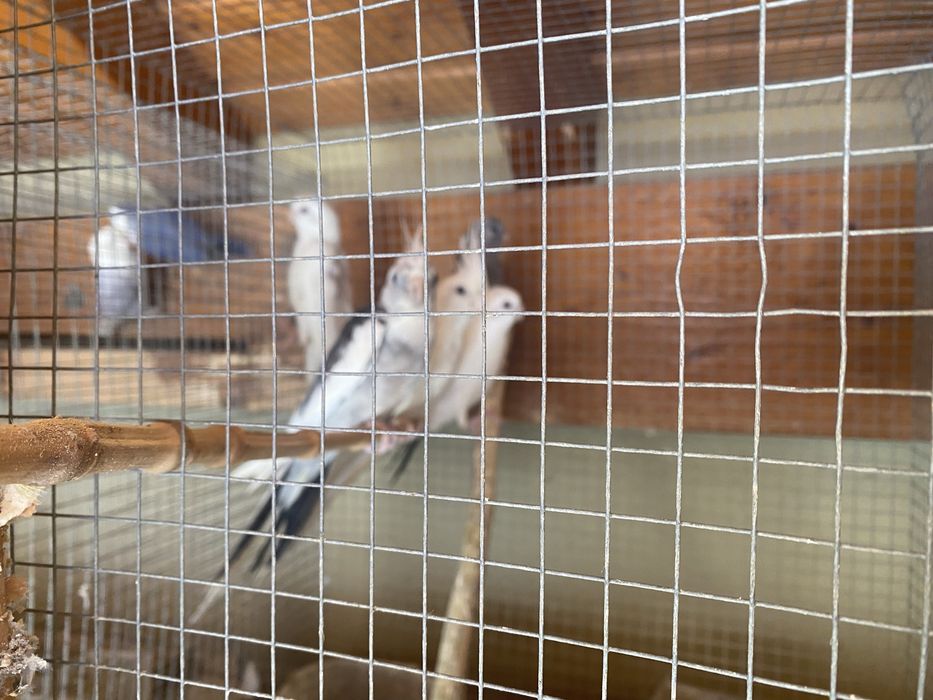 Caturras novas para venda