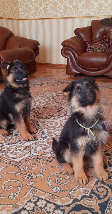 Благородна німецькаі вівчарка