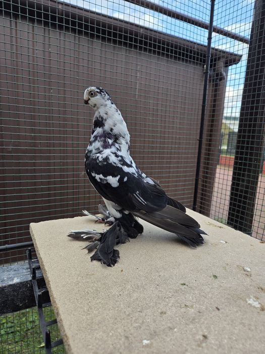 Motyl warszawski - prawdopodobnie samica