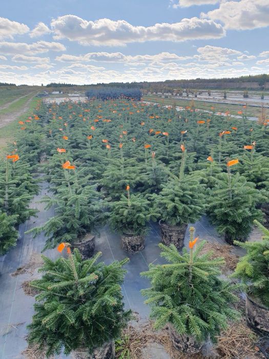 Jodla kaukaska abies nordmaniana  w donicy 60-80 cm