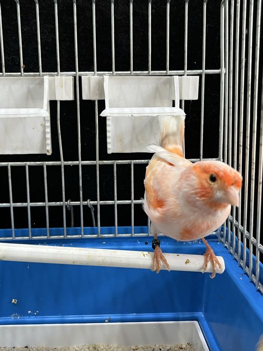 Kanarek (samiec) Aqualife