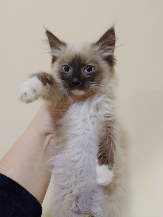 Невська маскарадна