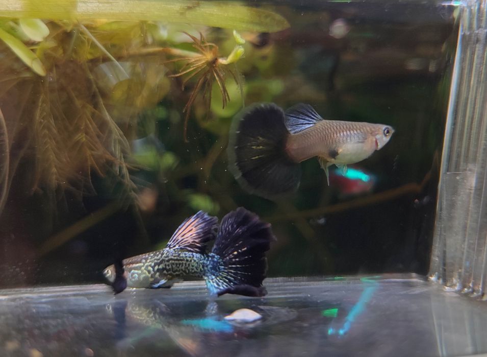 Ryby akwariowe gupiki dragon snakeskin halfmoon dumbo