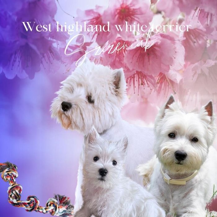 West highland white terrier piesek