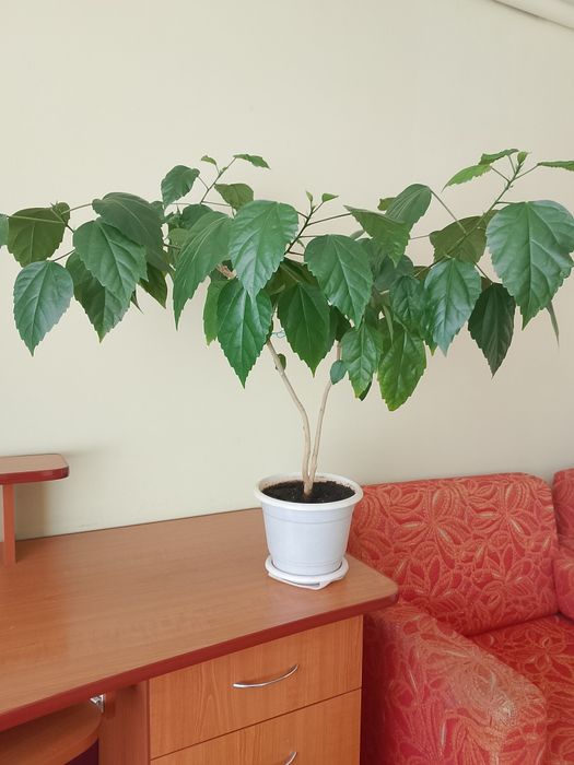 Квітка    Гібіскус (Китайська роза)