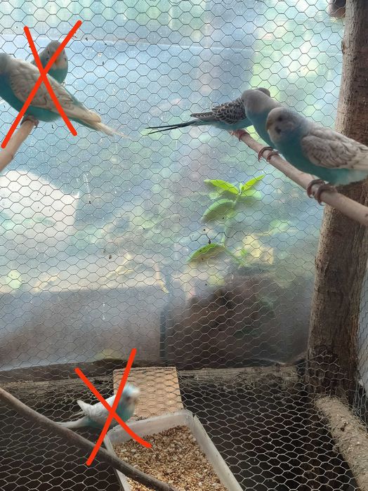 Periquitos australianos 2025