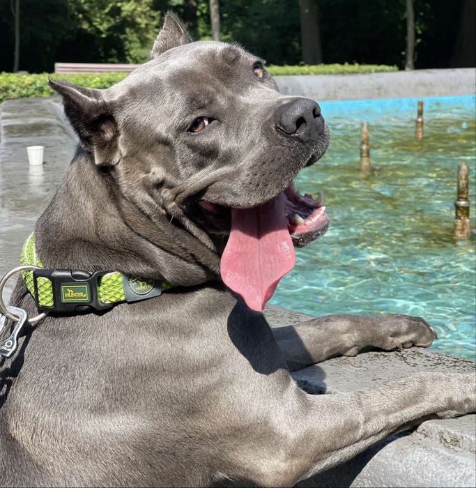 Елітні хлопчики Cane corso-сірого забарвлення