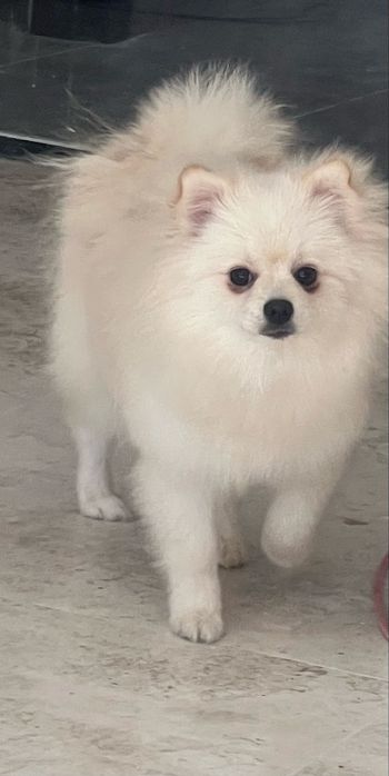 Szpic miniaturowy pomeranian suczka biała-cream