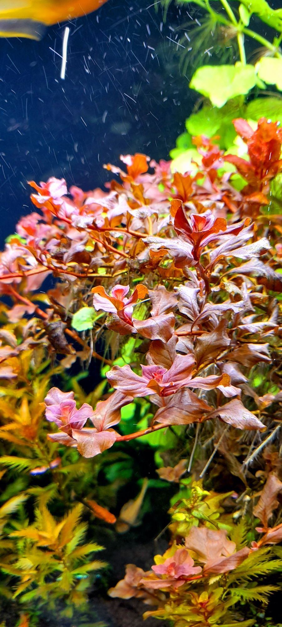 Ludwigia owalis pink roślina akwariowa