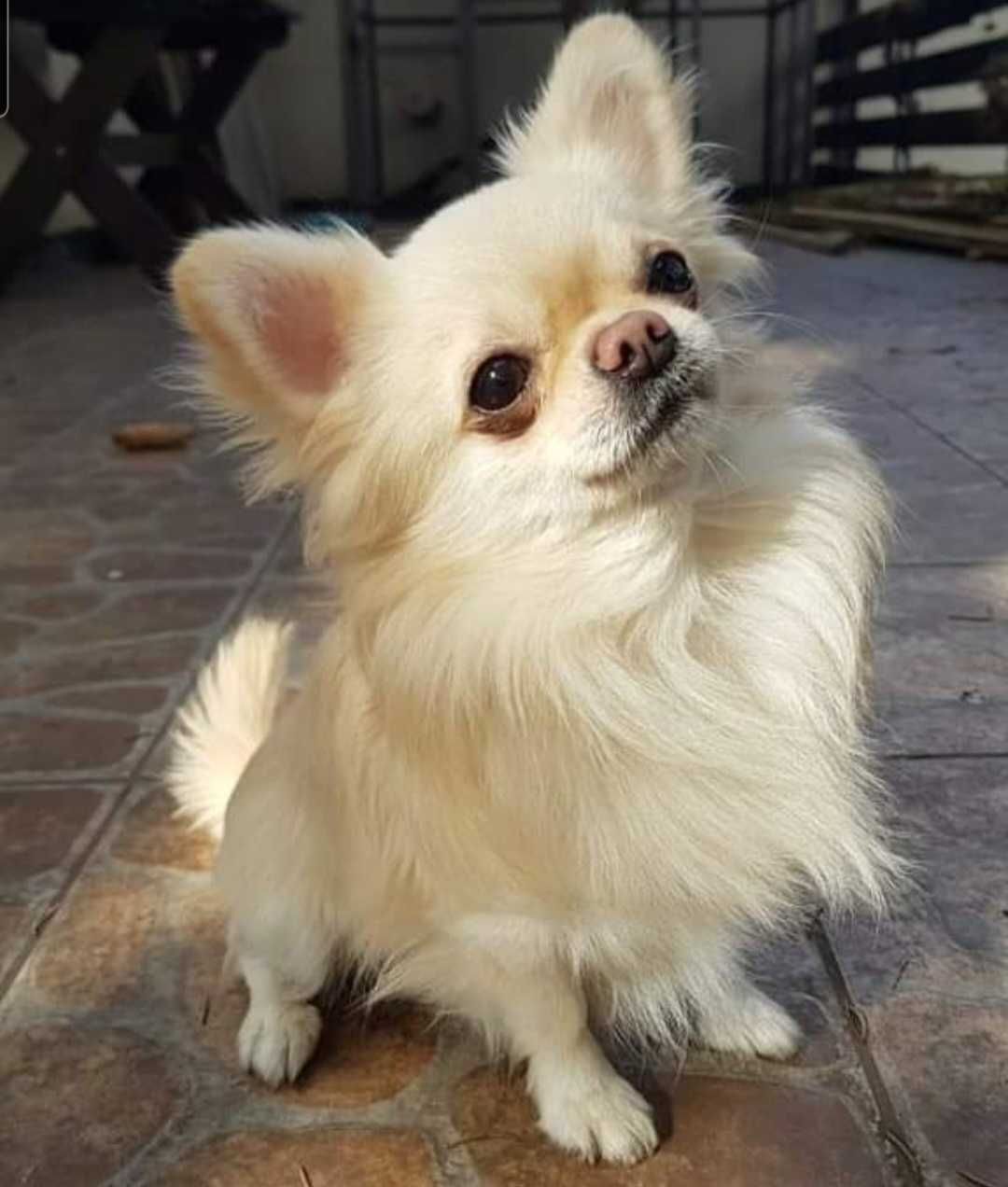 Chihuahua krótkowłosa biała sunia hodowla zarejestrowana