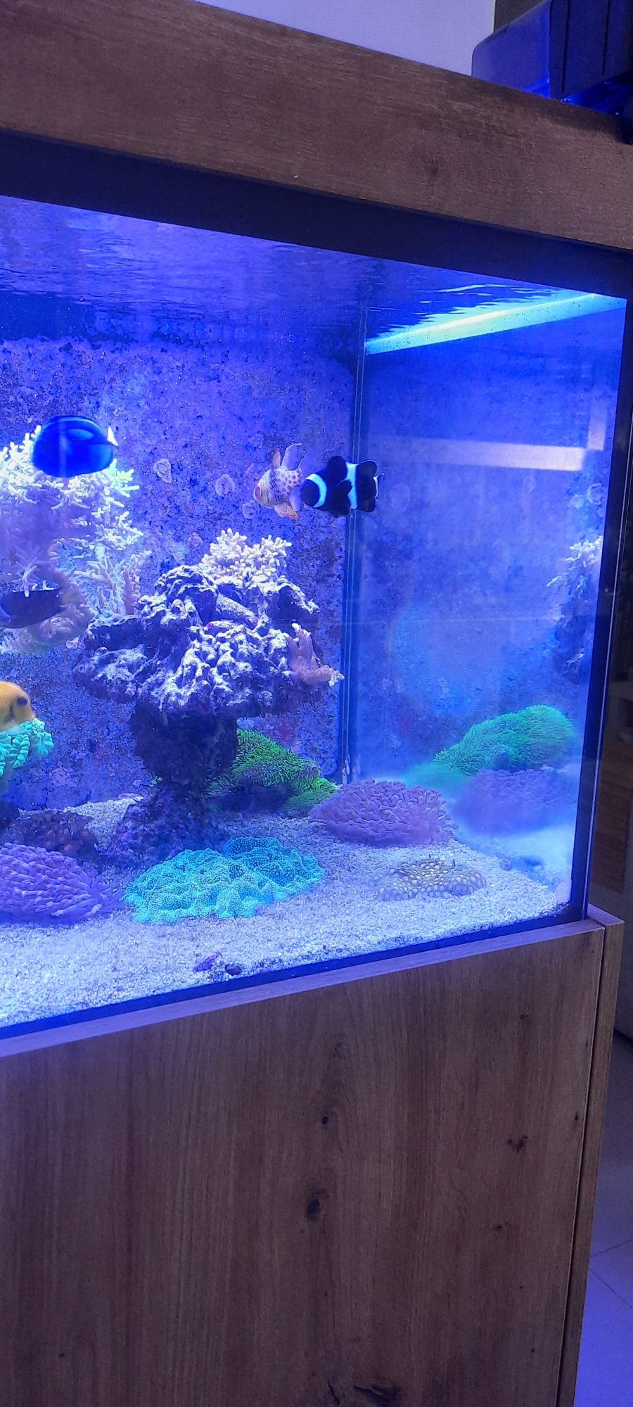 Peixes e Corais Reef