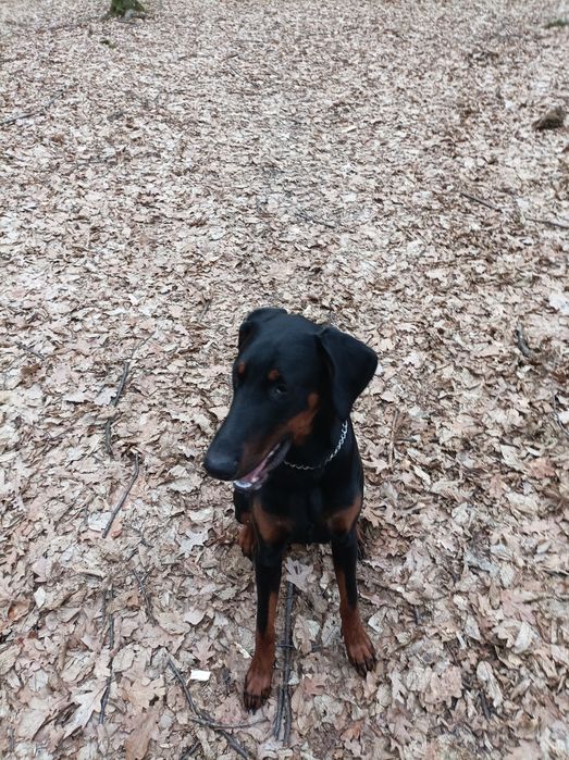 Віддам добермана в хороші руки.