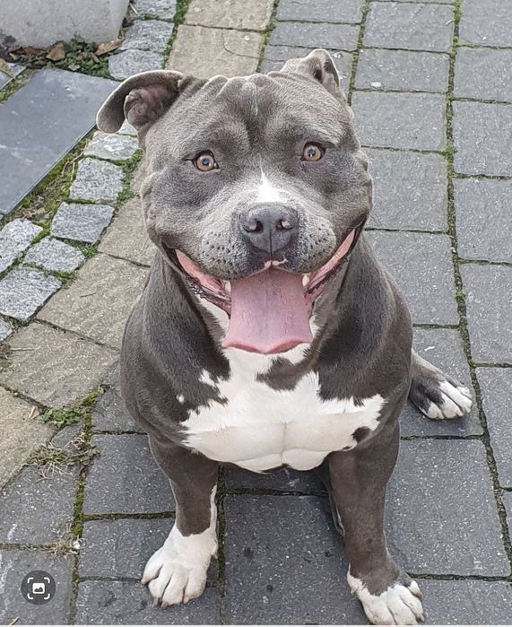 Amstaff Chłopiec Amstaf