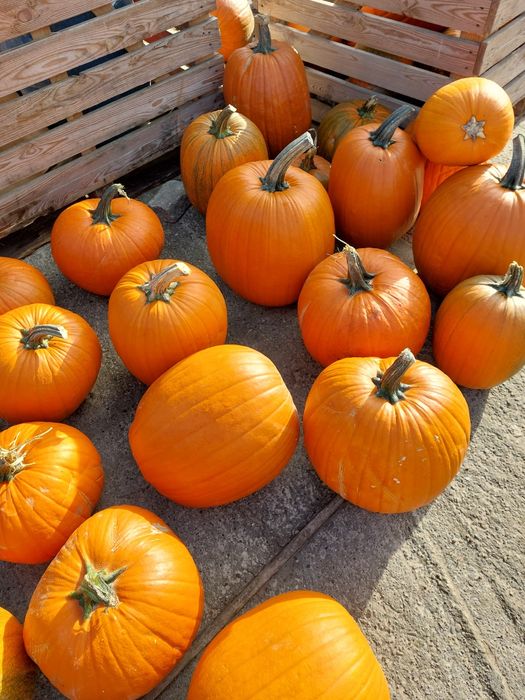 Dynia HALLOWEEN duża