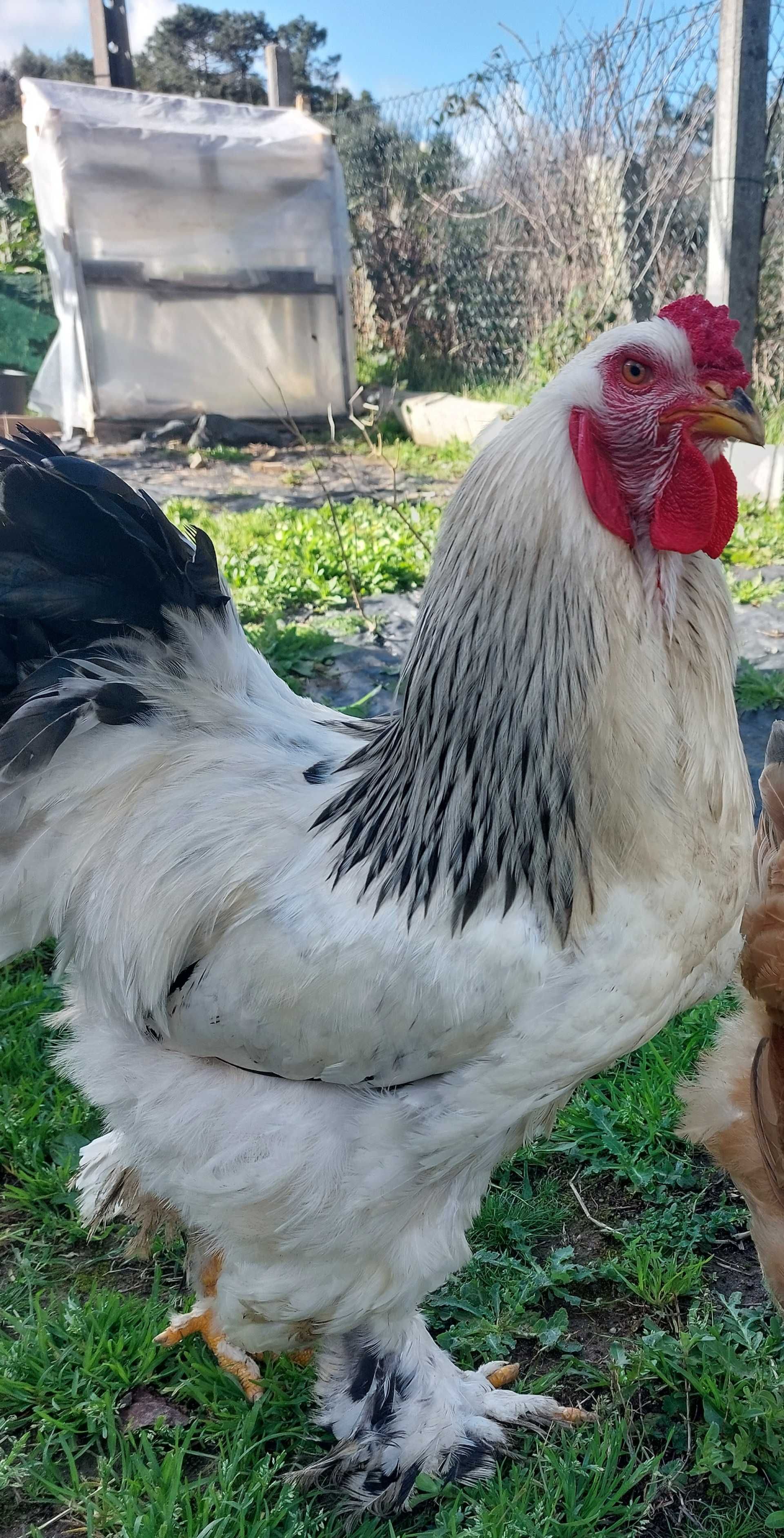 Ovos galados brahma light