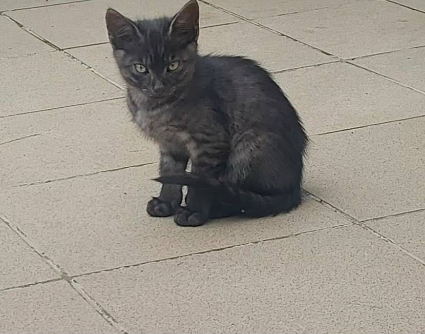 Podrzucone kotki szukają domu!