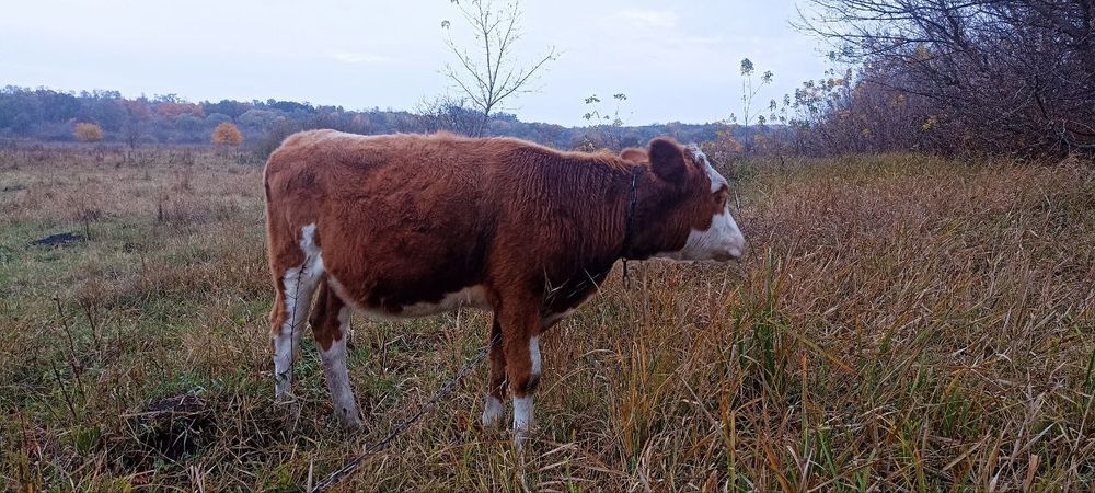 Телочка теличка вік 6 місяців