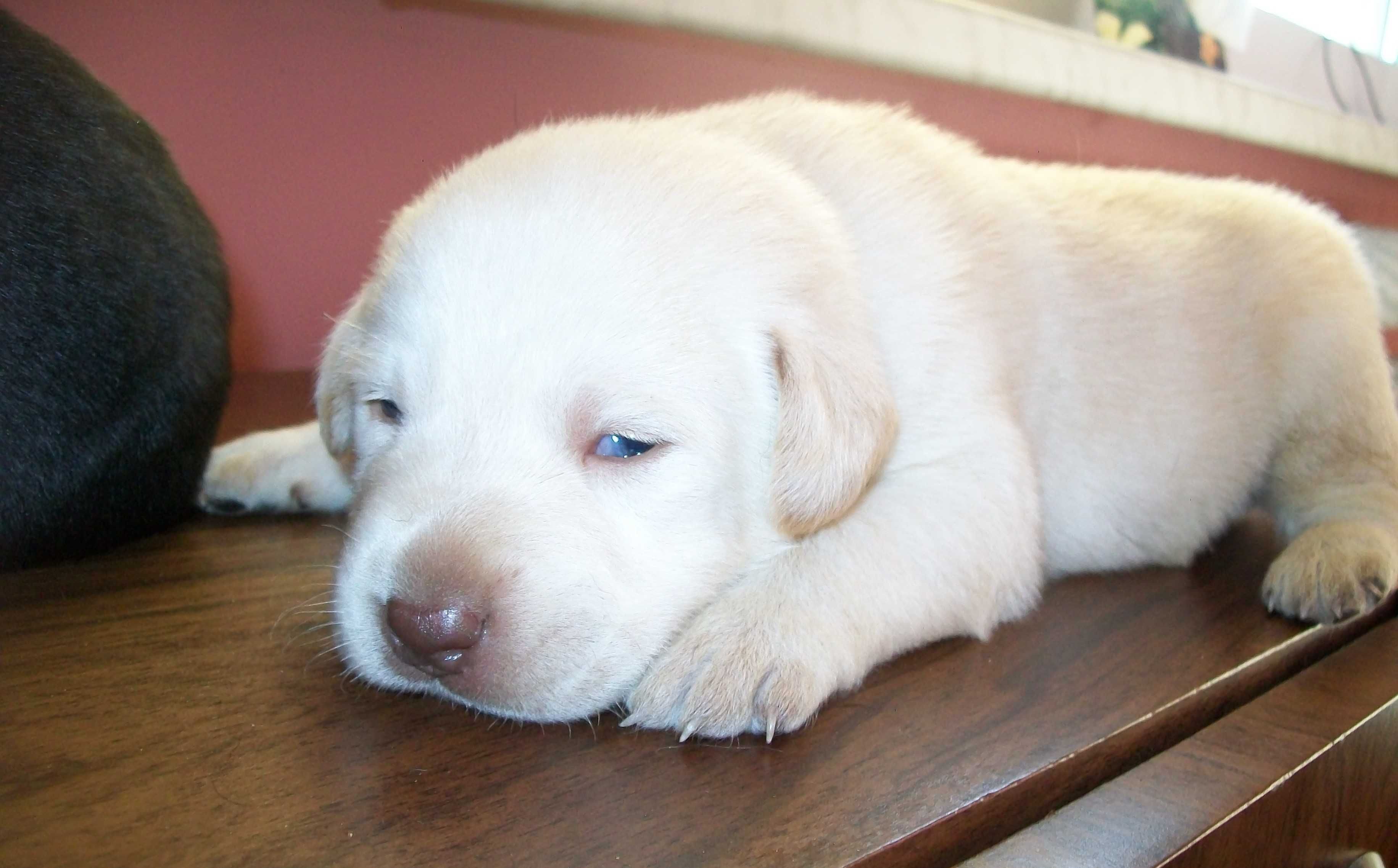 Pies Labrador retriever z Rodowodem