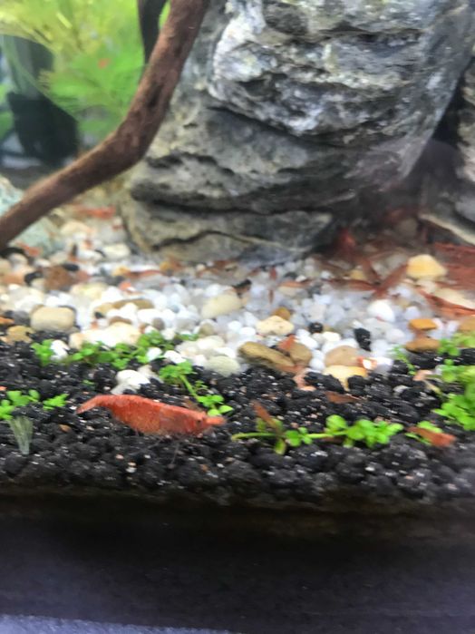 Krewetka Red Cherry - Neocaridina Heteropoda
