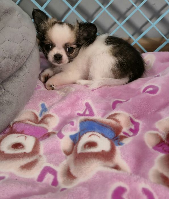 Mini xxs dziewczynka chihuahua długowłosa