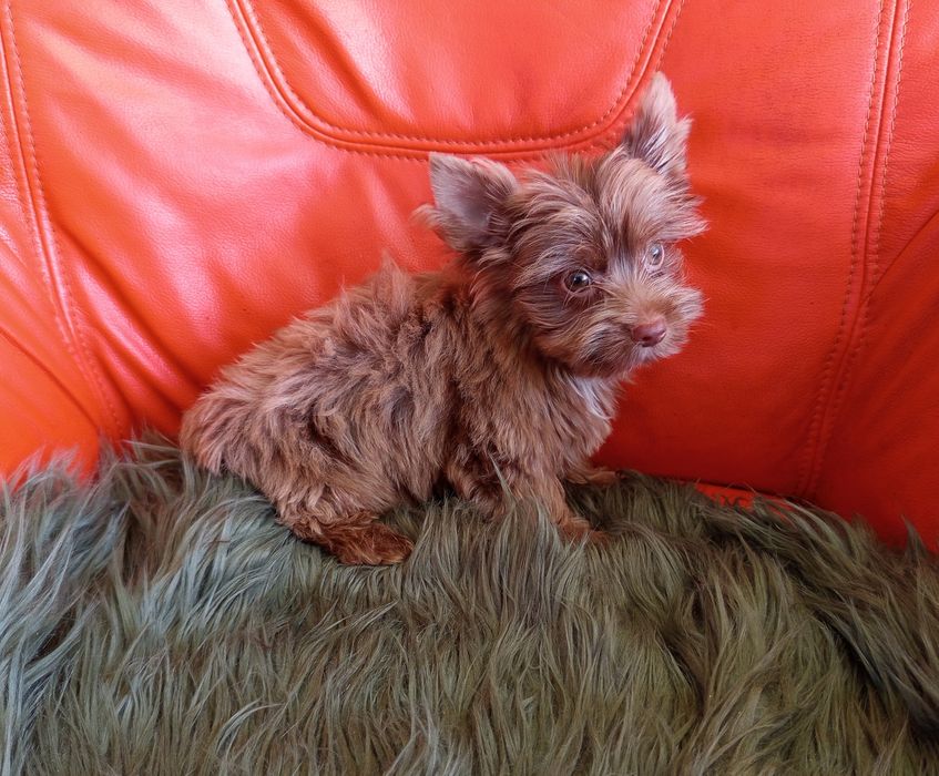 Piesek Choco Merle Yorkshire Terrier -gen niebieskich oczu