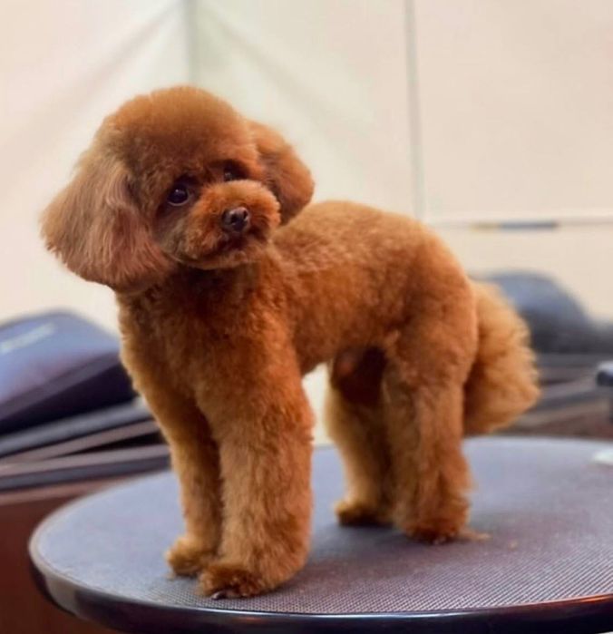 Той пудель ред браун дівчинка - щеплення, паспорт, доставка Україна/ЄС