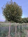 Lipa drobnolistna kolumnowa obwód 20-25cm (nasadzenia zastępcze)