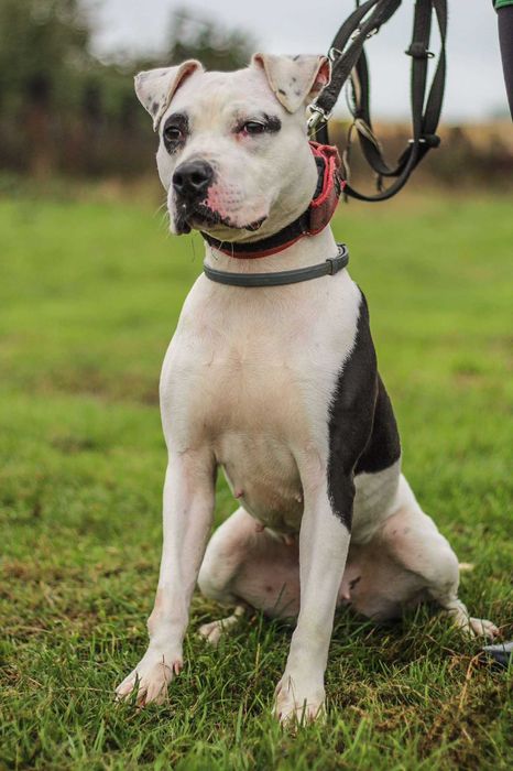 Dziś Lima jest gotowa - szukamy dla niej domu!